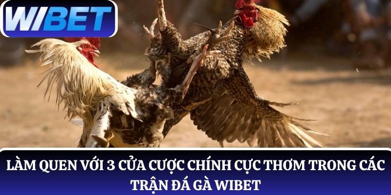 Làm quen với 3 cửa cược chính cực thơm trong các trận đá gà WIBET