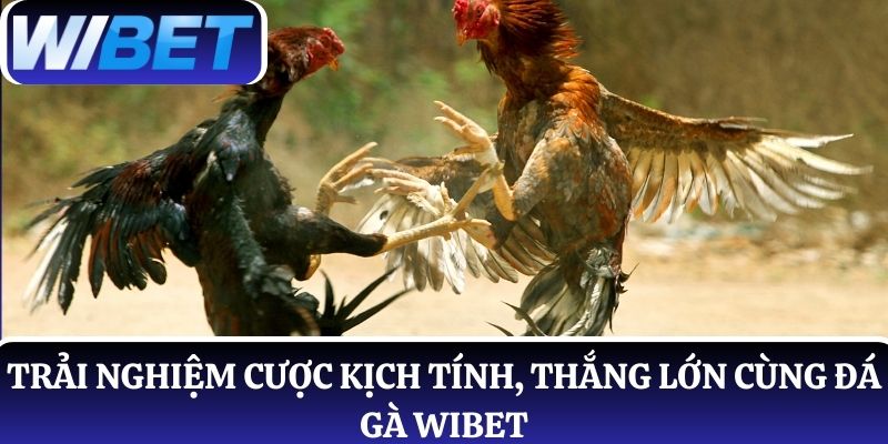Trải nghiệm cược kịch tính, thắng lớn cùng đá gà WIBET