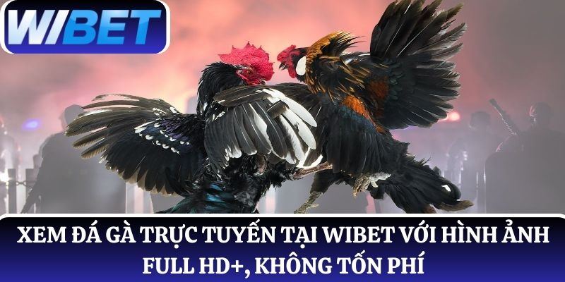 Xem đá gà trực tuyến tại WIBET với hình ảnh full HD+, không tốn phí