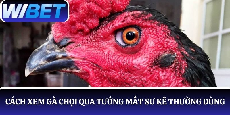 4 Cách xem gà chọi qua tướng mắt mà sư kê thường dùng