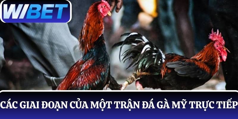 Các giai đoạn chủ yếu của một trận đá gà Mỹ trực tiếp