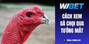 Gợi ý 4 cách xem gà chọi qua tướng mắt chuẩn từ sư kê