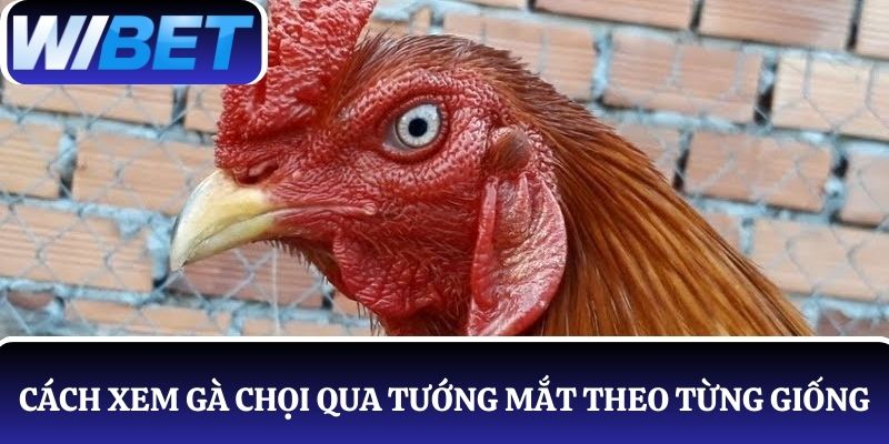 Khám phá bí quyết xem tướng mắt gà chọi theo từng giống