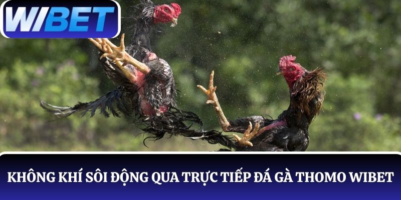 Khám phá không khí sôi động qua trực tiếp đá gà Thomo tại WIBET