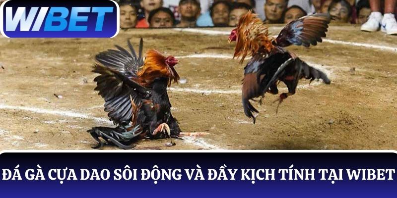 Thế giới đá gà cựa dao sôi động và đầy kịch tính tại WIBET