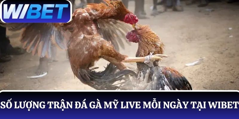 Thống kê số lượng trận đá gà Mỹ live mỗi ngày tại WIBET
