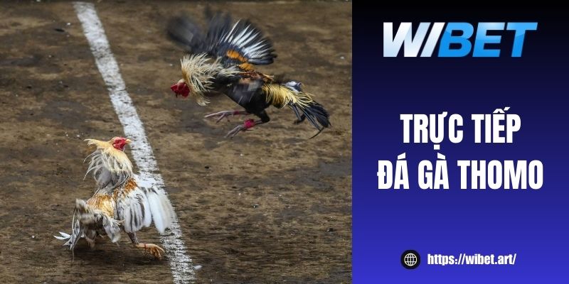 Xem trực tiếp đá gà Thomo miễn phí hơn 1000 trận tại WIBET